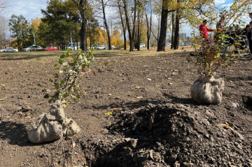 Породы деревьев для городского озеленения